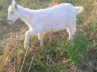 Nőstény kecske, Saanen goat — 1. fotó