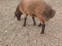 Ovejas (lote, sexo no especificado), Ovejas — foto 1