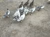 Ducks — फ़ोटो 2