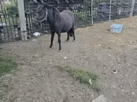 Caballo, Caballos — foto 2