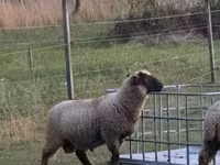 Sheep (batch, sex not specified), White Suffolk sheep — photo 1