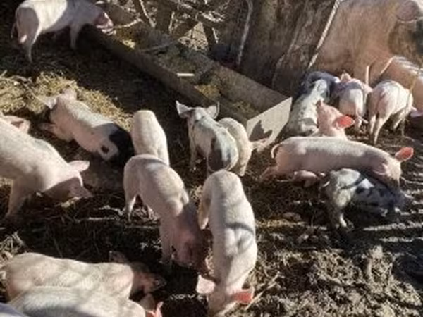 Eber, Schweine