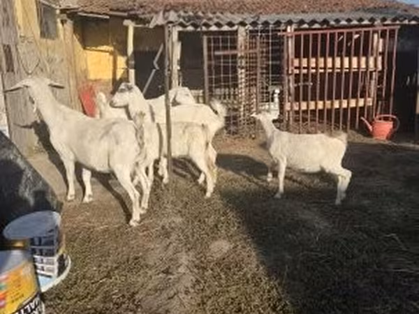 母山羊, Goats