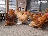 بيكين بانتام — الصورة 5