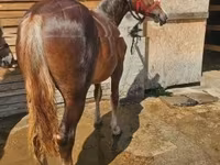 Madyan, Atlar — foto 3