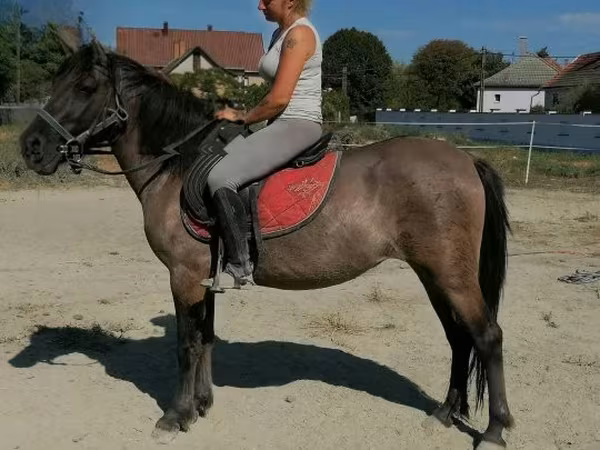 母马, Polish pony