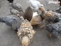 Chickens — 照片 4