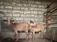 عنزة, Alpine goat — الصورة 8