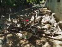 Geese — الصورة 3