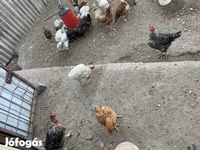 Chickens — 2. fotó
