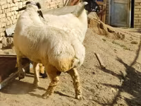भेड़, भेड़ — फ़ोटो 5