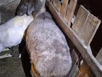 Қой, Adal sheep — 1-сурет