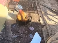 Pekin Bantam — photo 5