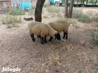 Kos, White Suffolk sheep — 7. fotó