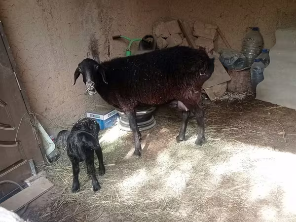 Sheep (batch, sex not specified), Sheep