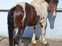 公马, Gypsy horse — 照片 2