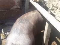 公猪, Pigs — 照片 5