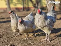 Araucana — photo 1