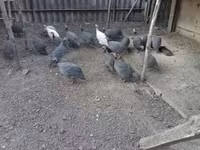 Gris Perla — foto 1