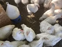 Chickens — foto 2