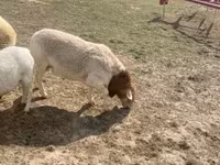 Kos, Dorper sheep — 2. fotó