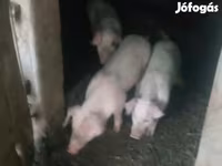 خنازير (دفعة، الجنس غير محدد), Крупная белая — الصورة 5