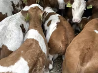 Bika, Simmental cattle — 4. fotó