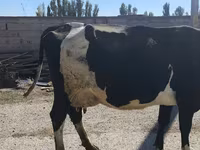 Vaca, Raça Holstein — foto 5