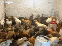 Chickens — 照片 5