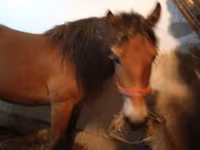 公马, Horses — 照片 1
