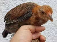 Chickens — 4. fotó