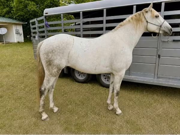 Hing, Missouri foxtrotter