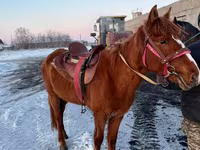 Hing, Kazakh horse — 3. fotó