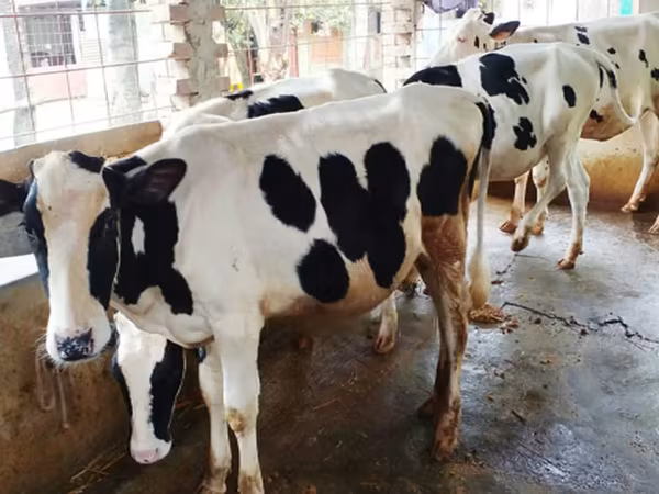 Tehén, Russian Black pied cattle