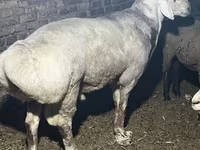 Kos, Afghan Arabi sheep — 4. fotó