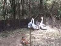 Geese — foto 2