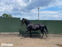 Hengst, Nonius horse — Foto 1