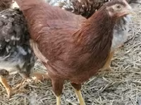 Chickens — foto 2