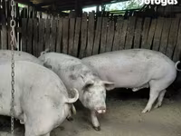 公猪, Крупная белая — 照片 1