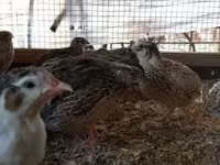 Quails — foto 3