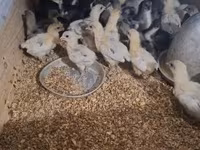 Australorp — foto 6