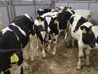 Bika, Russian Black pied cattle — 1. fotó