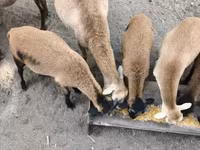 Kos, Cameroon sheep — 1. fotó