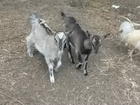 公山羊, Goats — 照片 3