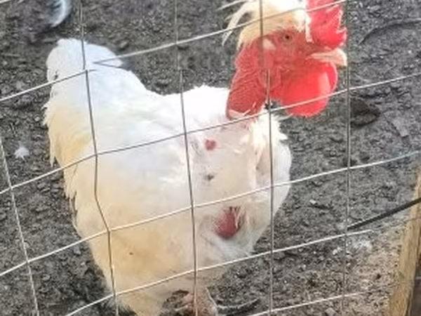 Chickens — Hungary
