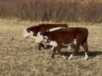 Taureau, Vache kazakhe à tête blanche — photo 2