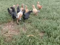 Chickens — الصورة 5