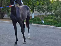 Hing, Akhal-Teke — 3. fotó