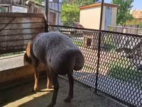 Schaf, Arashan sheep — Foto 4