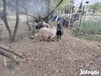 मेढ़ा, Racka sheep — फ़ोटो 2